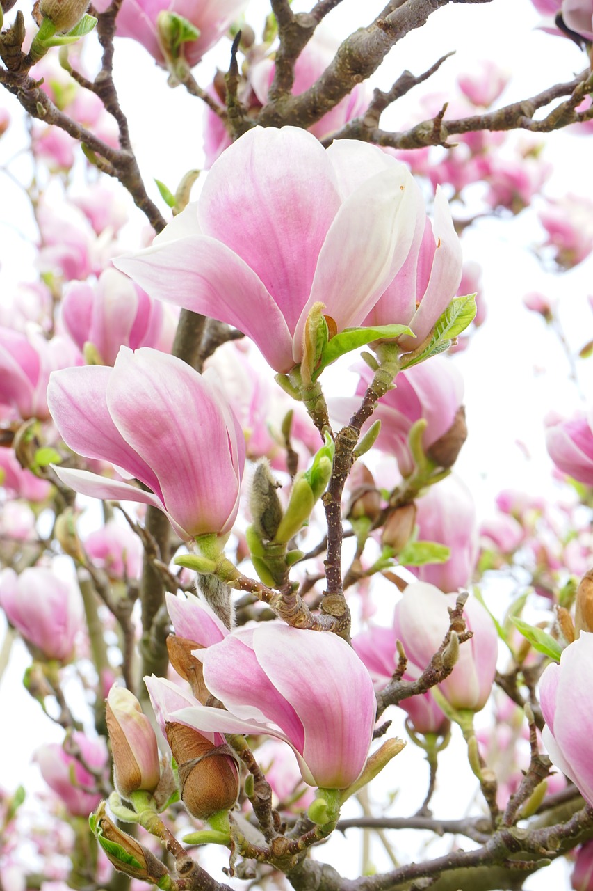 Magnolija, Magnolijos Žiedas, Gėlės, Rožinis, Balta, Blütenmeer, Dekoratyvinis Augalas, Magnoliengewaechs, Magnoliaceae, Dekoratyvinis