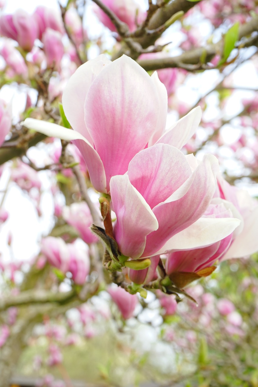 Magnolija, Magnolijos Žiedas, Gėlės, Rožinis, Balta, Blütenmeer, Dekoratyvinis Augalas, Magnoliengewaechs, Magnoliaceae, Dekoratyvinis