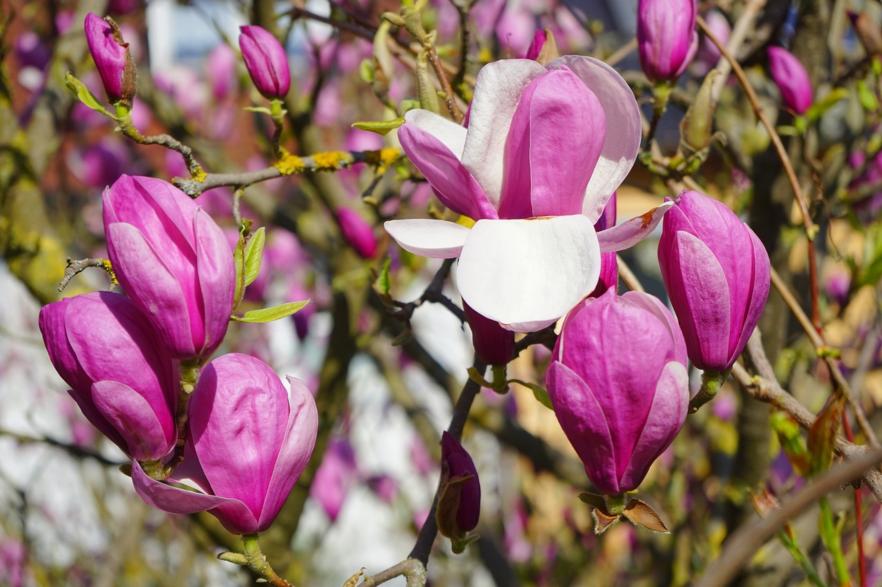 Magnolija, Magnolijos Žiedas, Žiedas, Žydėti, Žiedlapiai, Balta, Violetinė, Violetinė, Rausvai, Raudona Violetinė