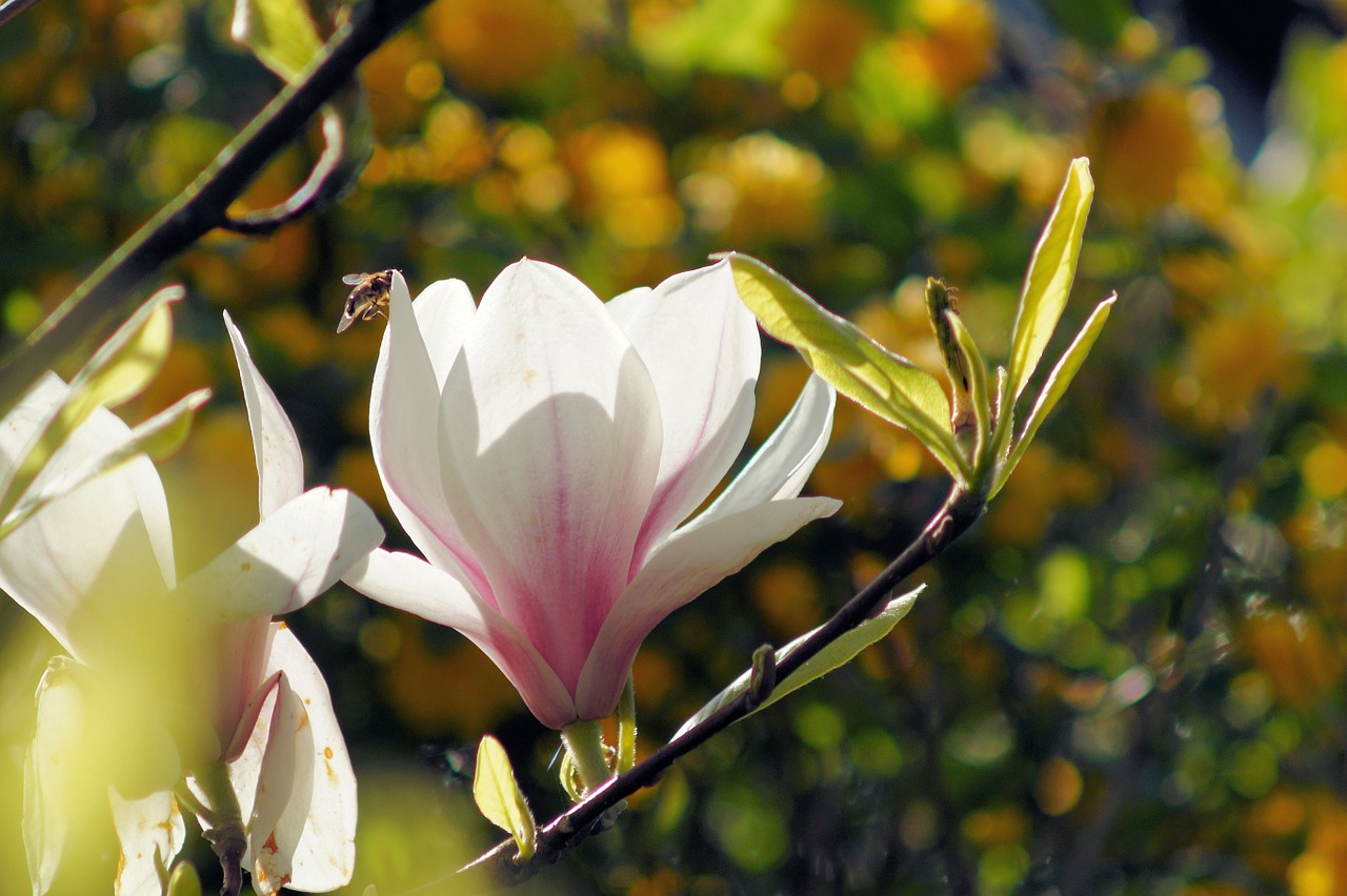 Magnolija, Žiedas, Žydėti, Gėlė, Gražus, Švelnus, Nemokamos Nuotraukos,  Nemokama Licenzija