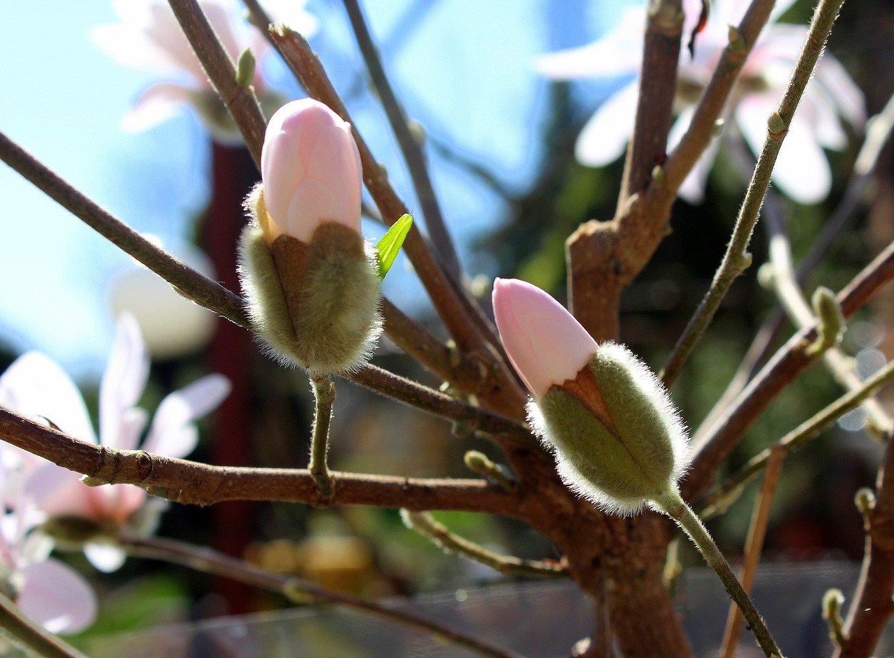 Magnolija,  Gėlių Žiedpumpuriai,  Pavasaris,  Medis,  Filialas,  Gėlė,  Augalas,  Be Honoraro Mokesčio, Nemokamos Nuotraukos,  Nemokama Licenzija