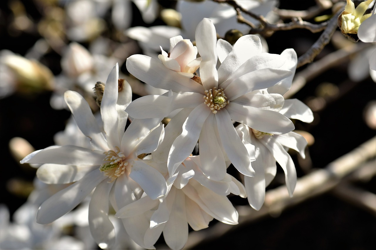 Magnolija,  Žiedas,  Žydi,  Žydi,  Gėlė,  Augalų,  Pobūdį,  Sezonas,  Žiedlapis,  Baltos Spalvos