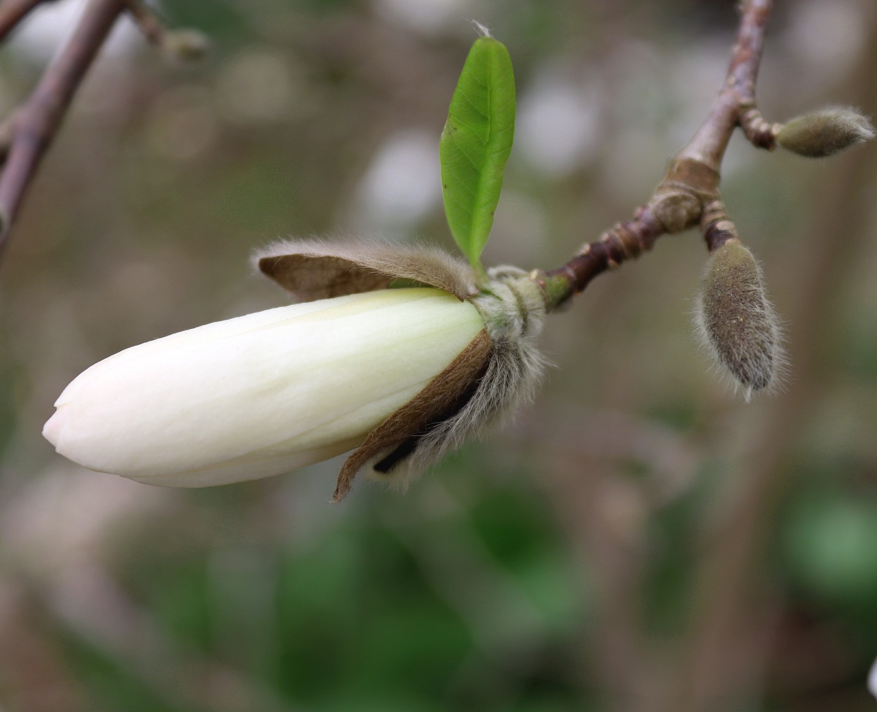 Magnolija,  Bud,  Žiedas,  Žydi,  Augalų,  Lapų,  Medis,  Pobūdį,  Sodas,  Baltas