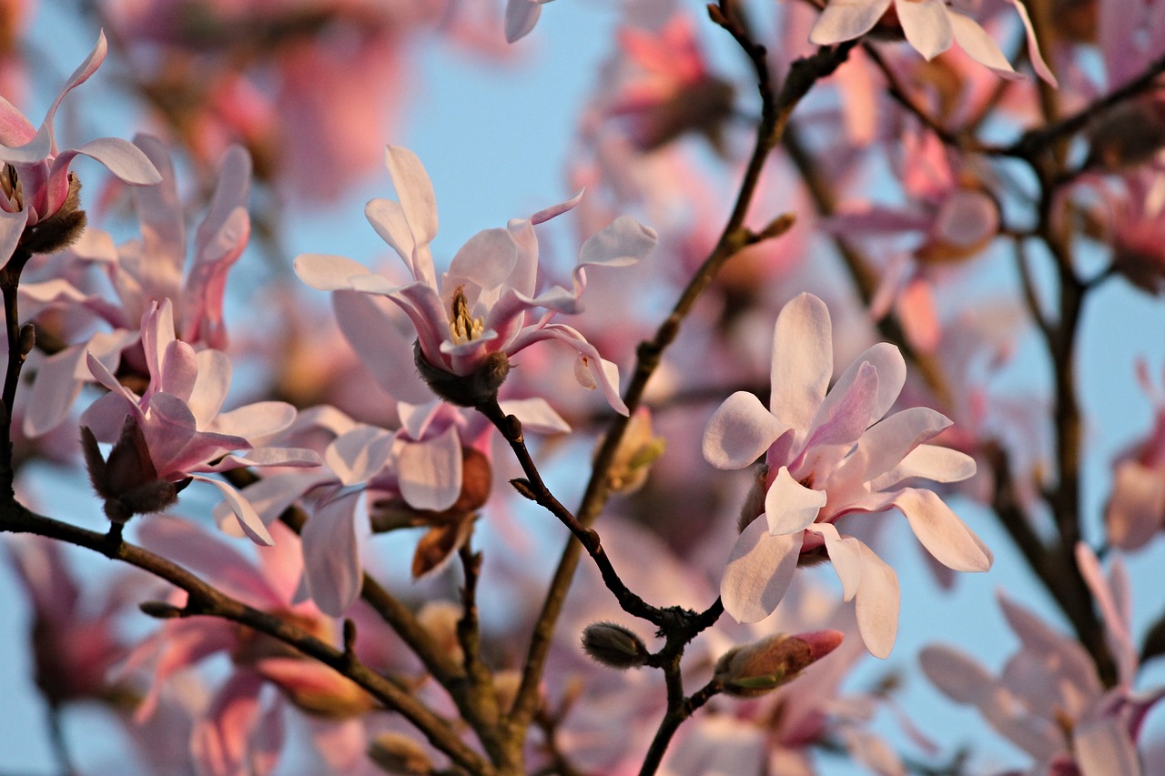 Magnolija,  Gėlės,  Vakarą Saulė,  Žydi,  Krūmas,  Rožinis,  Pavasaris,  Pobūdį,  Bud,  Gėlė