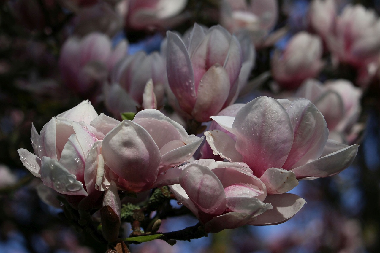 Magnolija,  Gėlės,  Gėlė,  Augalų,  Pavasaris,  Gamta, Nemokamos Nuotraukos,  Nemokama Licenzija