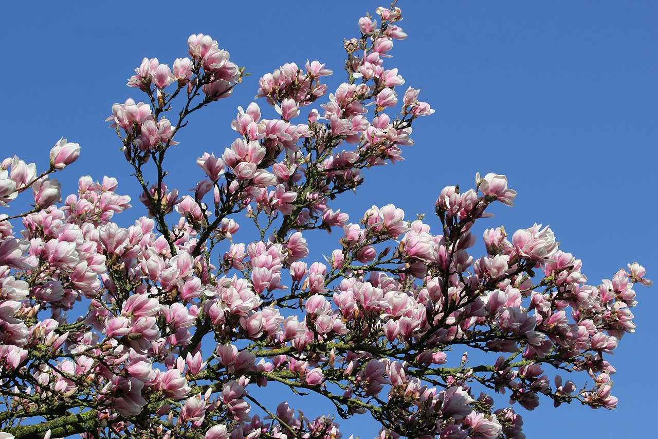 Magnolija,  Gėlė,  Augalų,  Pavasaris,  Gamta, Nemokamos Nuotraukos,  Nemokama Licenzija