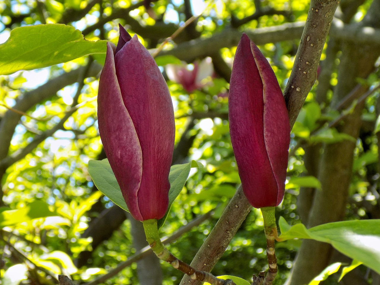 Magnolija,  Bud,  Pobūdį,  Augalų,  Lapas,  Medis,  Gėlė, Nemokamos Nuotraukos,  Nemokama Licenzija