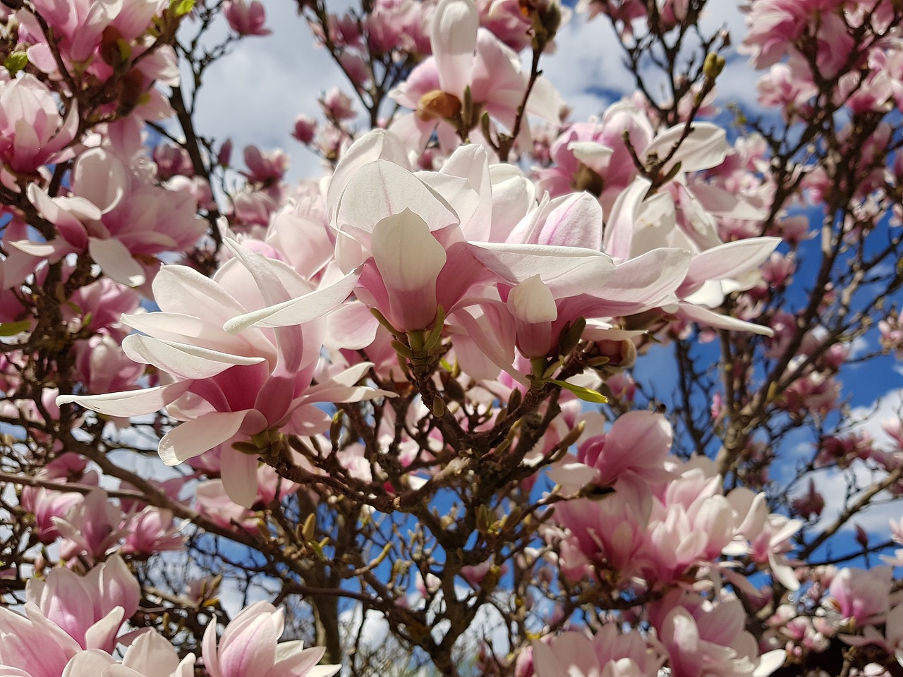 Magnolija,  Žiedas,  Žydi,  Pavasaris,  Gėlė,  Rožinis,  Baltos Spalvos,  Pobūdį,  Augalas, Nemokamos Nuotraukos