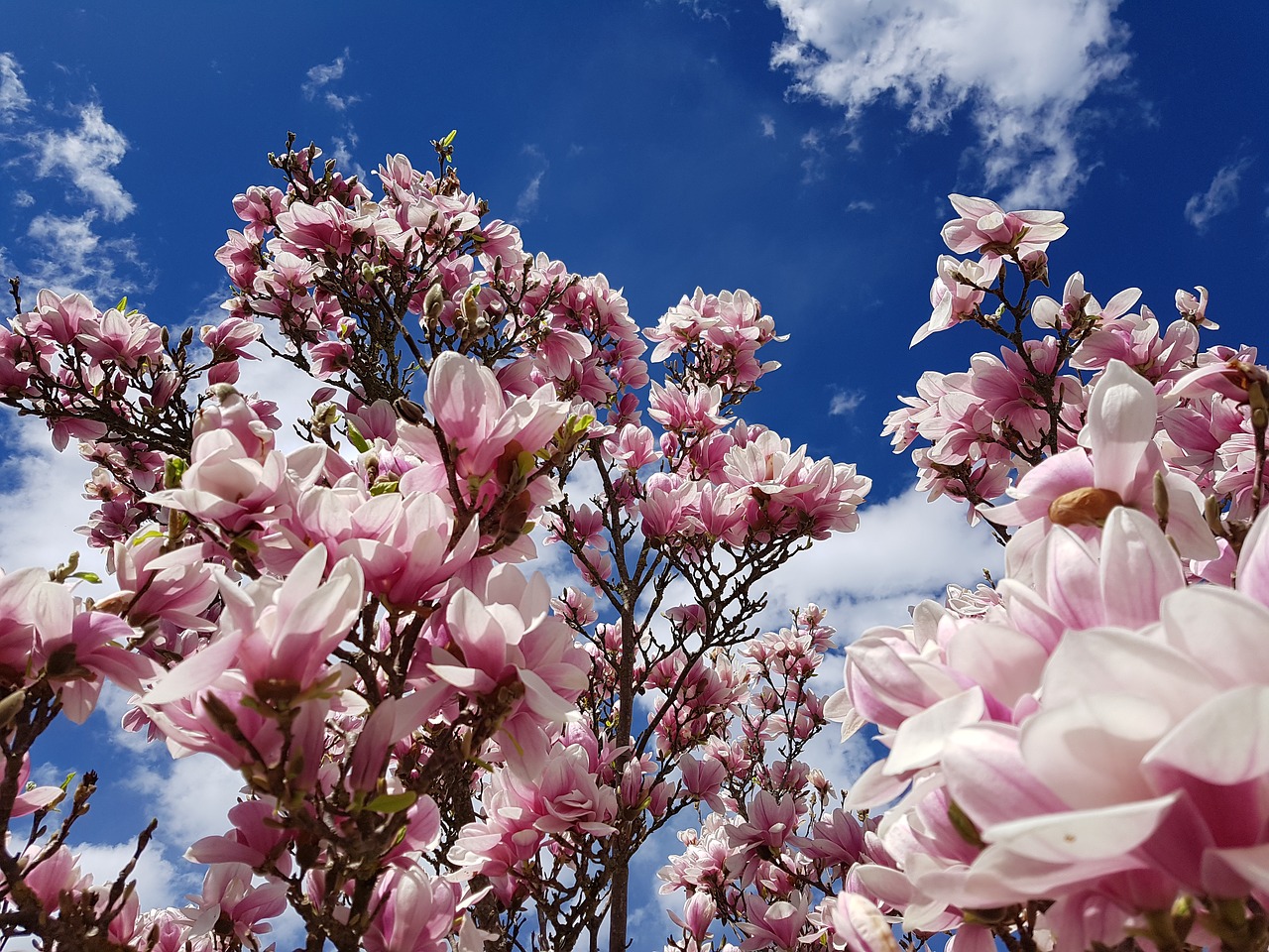 Magnolija,  Žiedas,  Žydi,  Pavasaris,  Gėlė,  Rožinis,  Baltos Spalvos,  Pobūdį,  Augalas, Nemokamos Nuotraukos