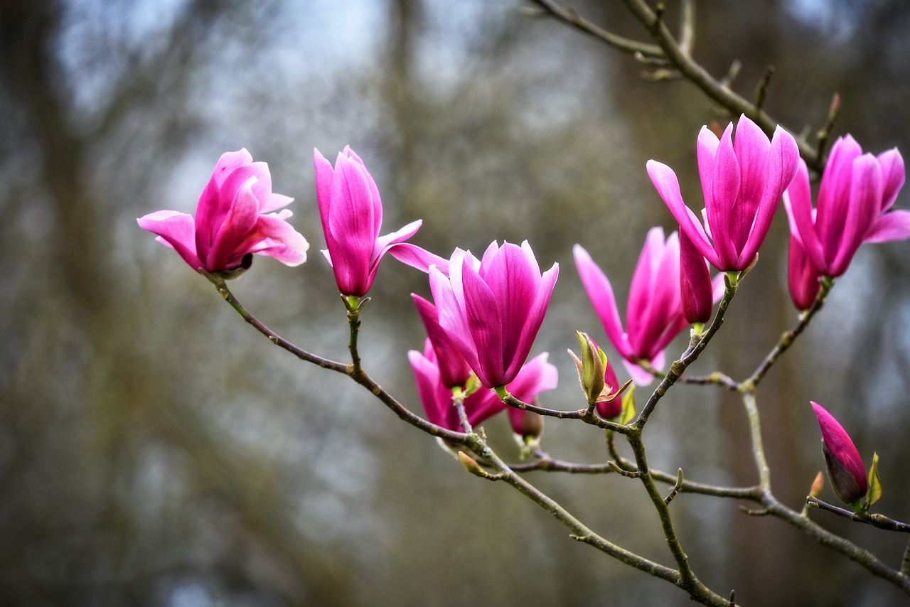 Magnolija,  Gėlė,  Krūmas,  Medis,  Magnolioideae,  Žydi,  Evergreen,  Vasara,  Ankstyvą Rudenį,  Pavasaris