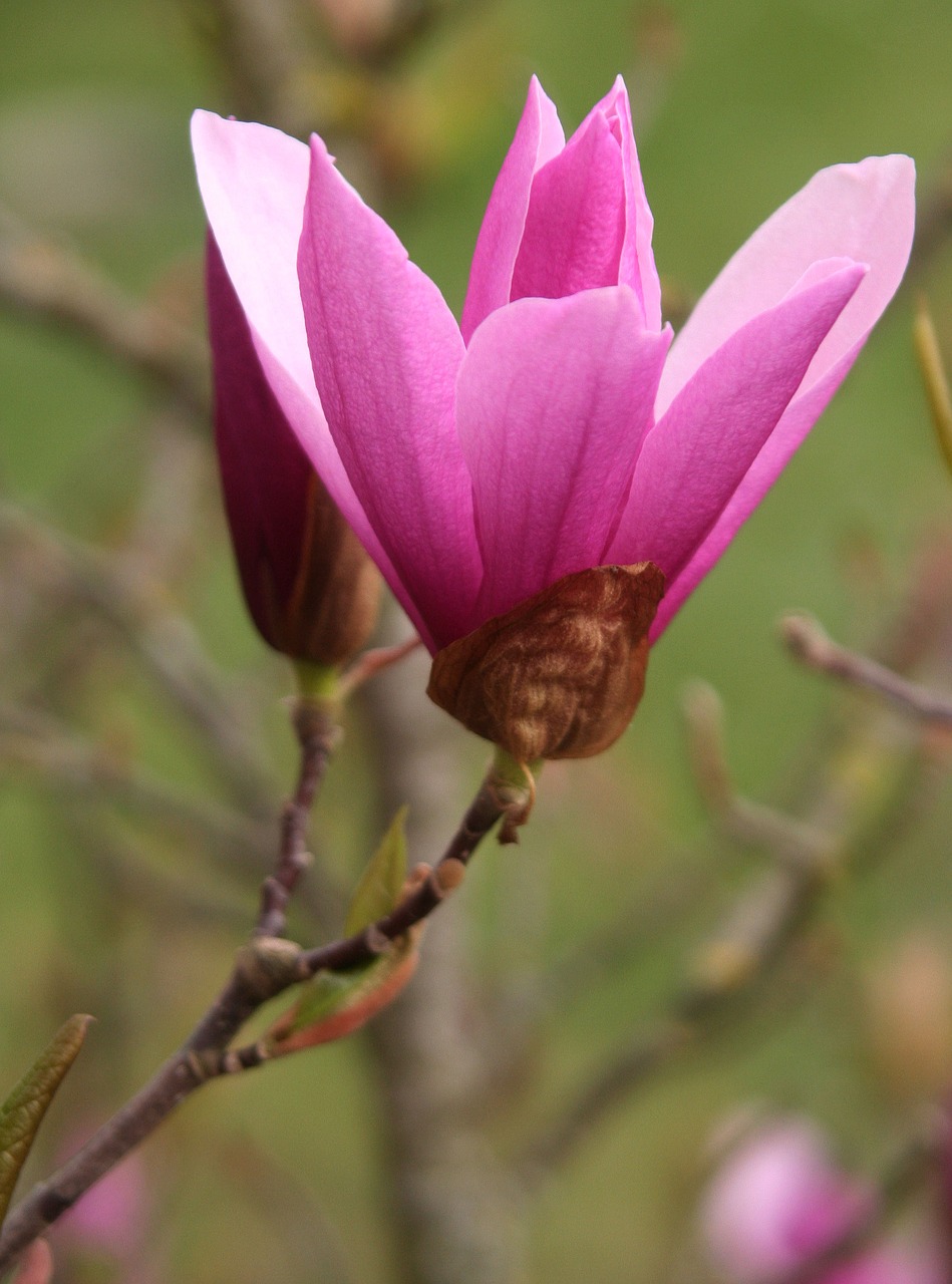 Magnolija,  Pobūdį,  Gėlė,  Augalų,  Lapų,  Sodas,  Lapai,  Žiedlapiai, Nemokamos Nuotraukos,  Nemokama Licenzija