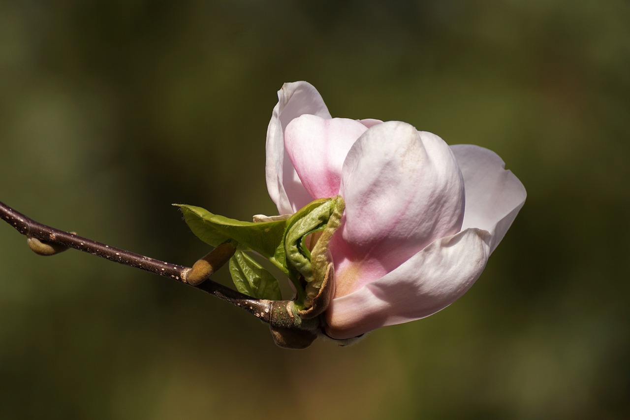 Magnolija,  Bud,  Atsiskleisti,  Rožinis,  Baltos Spalvos,  Pavasaris,  Balandis,  Filialas,  Gėlė,  Pobūdį