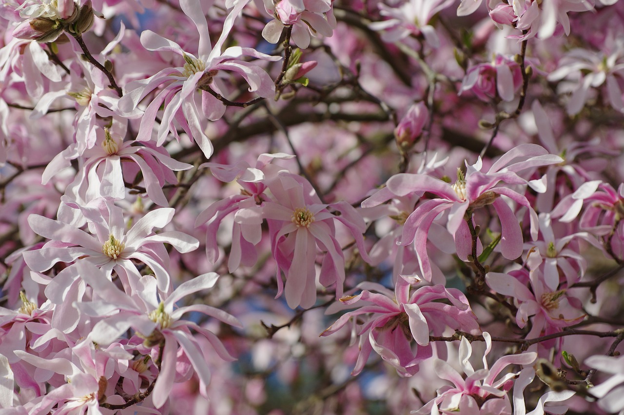 Magnolija,  Gėlė,  Augalų,  Pobūdį,  Sezonas,  Sodas,  Gėlės,  Žiedlapis,  Medis,  Gėlių