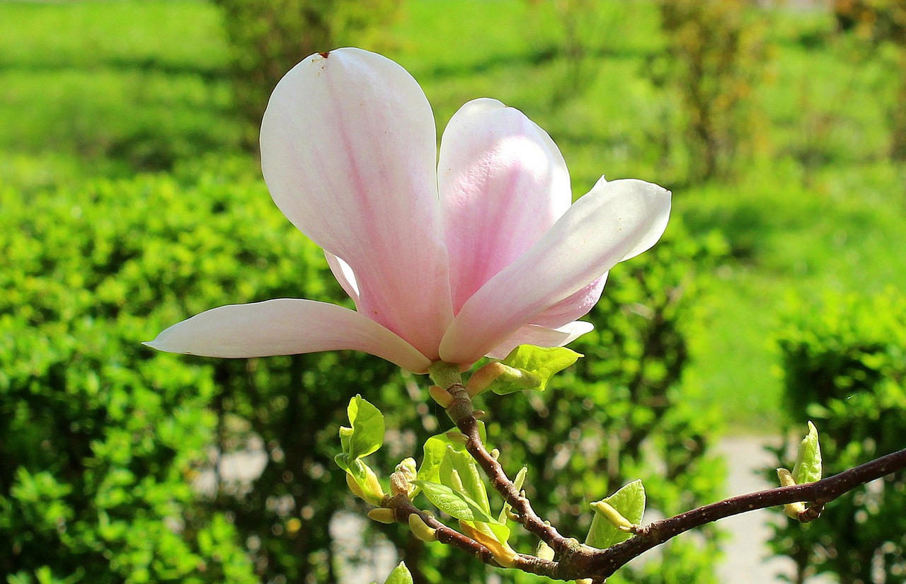 Magnolija,  Magnolija Gėlių,  Krūmas,  Pavasaris,  Pobūdį,  Augalų,  Gėlė,  Žalias, Nemokamos Nuotraukos,  Nemokama Licenzija