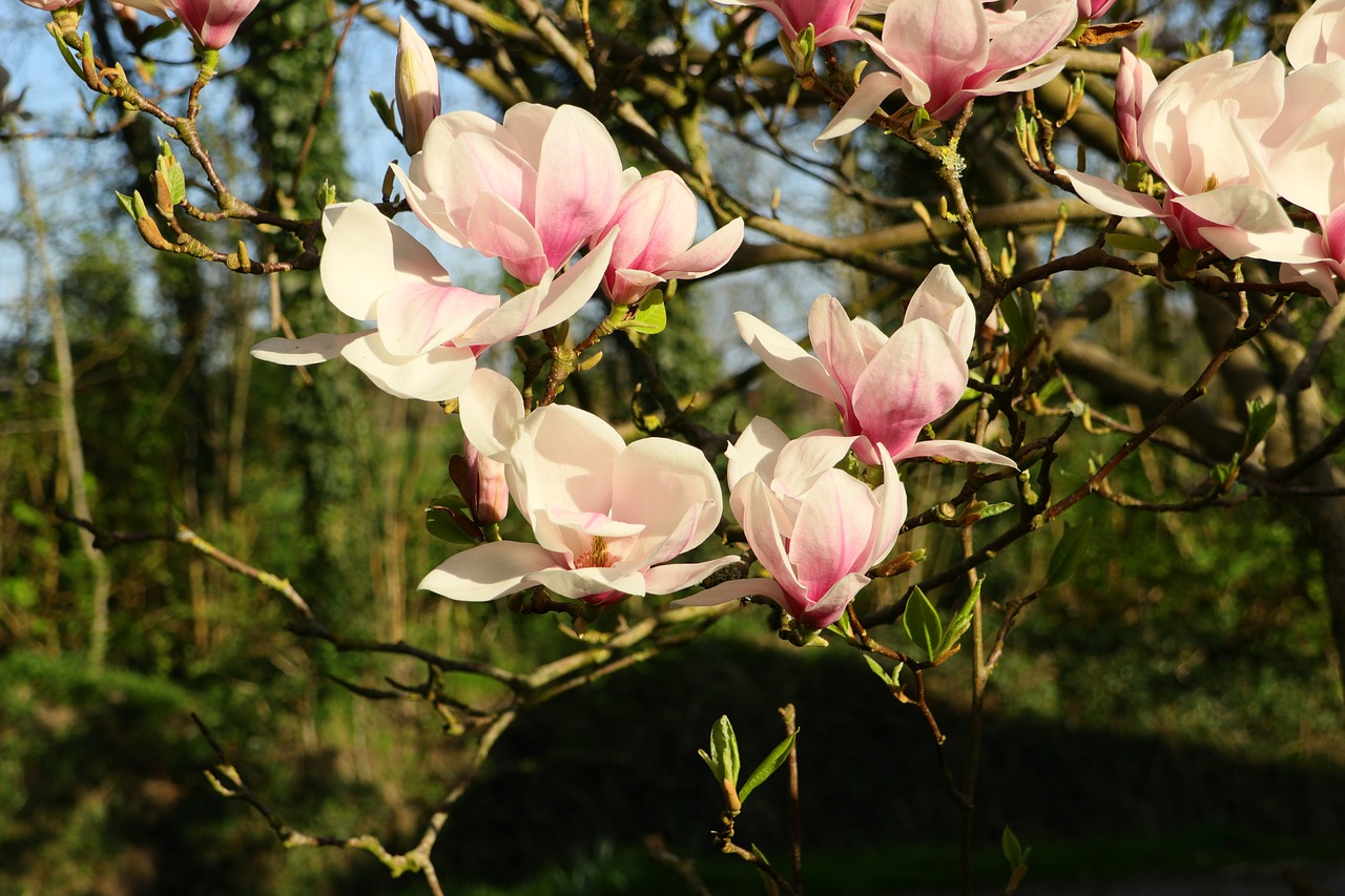 Magnolija,  Magnolija Medis,  Gėlės,  Pavasaris,  Spyruokliniai Žiedai,  Medis,  Augalų,  Pobūdį,  Dangus,  Mėlynas Dangus