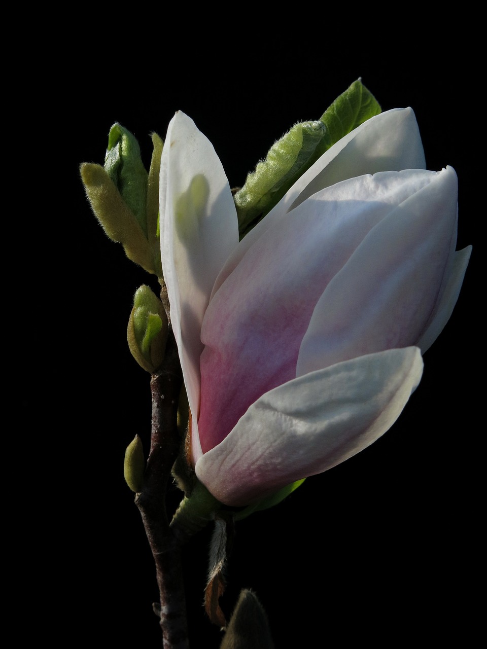 Magnolija,  X Soulangeana,  Gėlė,  Augalų,  Pobūdį,  Baltas Žiedas,  Rožinė Gėlė,  Magnolija Žiedas,  Frühlingsblüher,  Tulip Magnolija