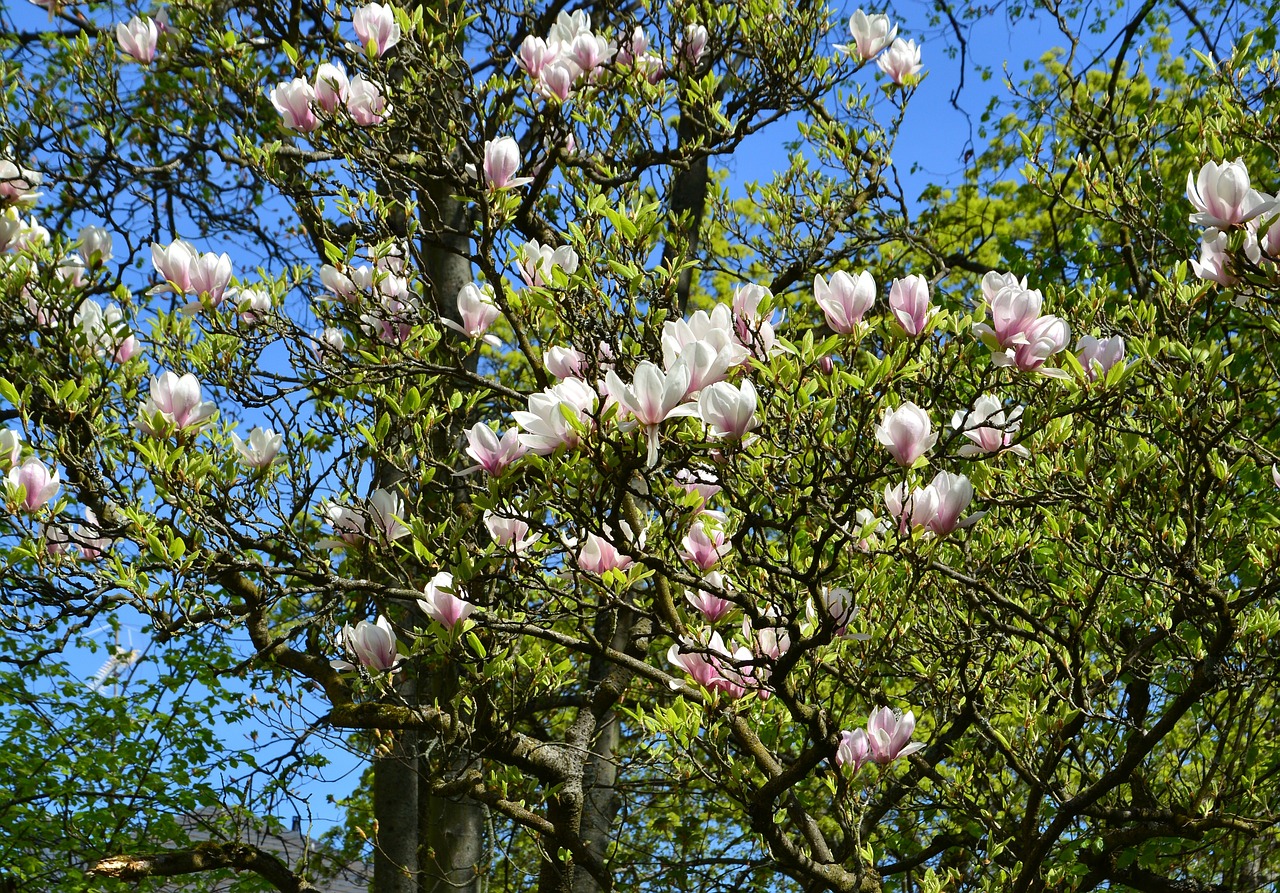 Magnolija,  Medžiai,  Pavasaris,  Spyruoklė Pabudimo,  Pobūdį,  Gėlės, Nemokamos Nuotraukos,  Nemokama Licenzija