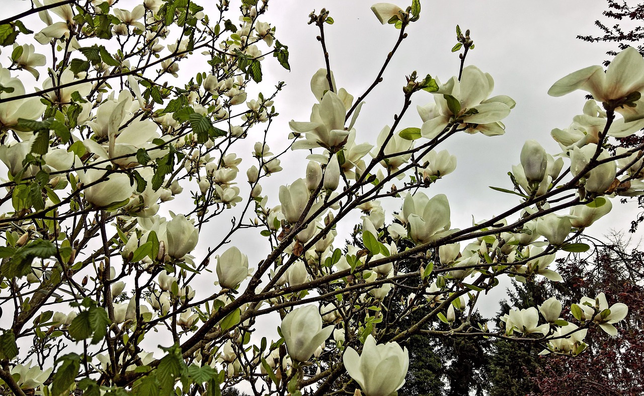 Magnolija,  Magnolija Medis,  Pavasaris,  Daug Baltos Gėlės,  Šviesus,  Gėlės, Nemokamos Nuotraukos,  Nemokama Licenzija