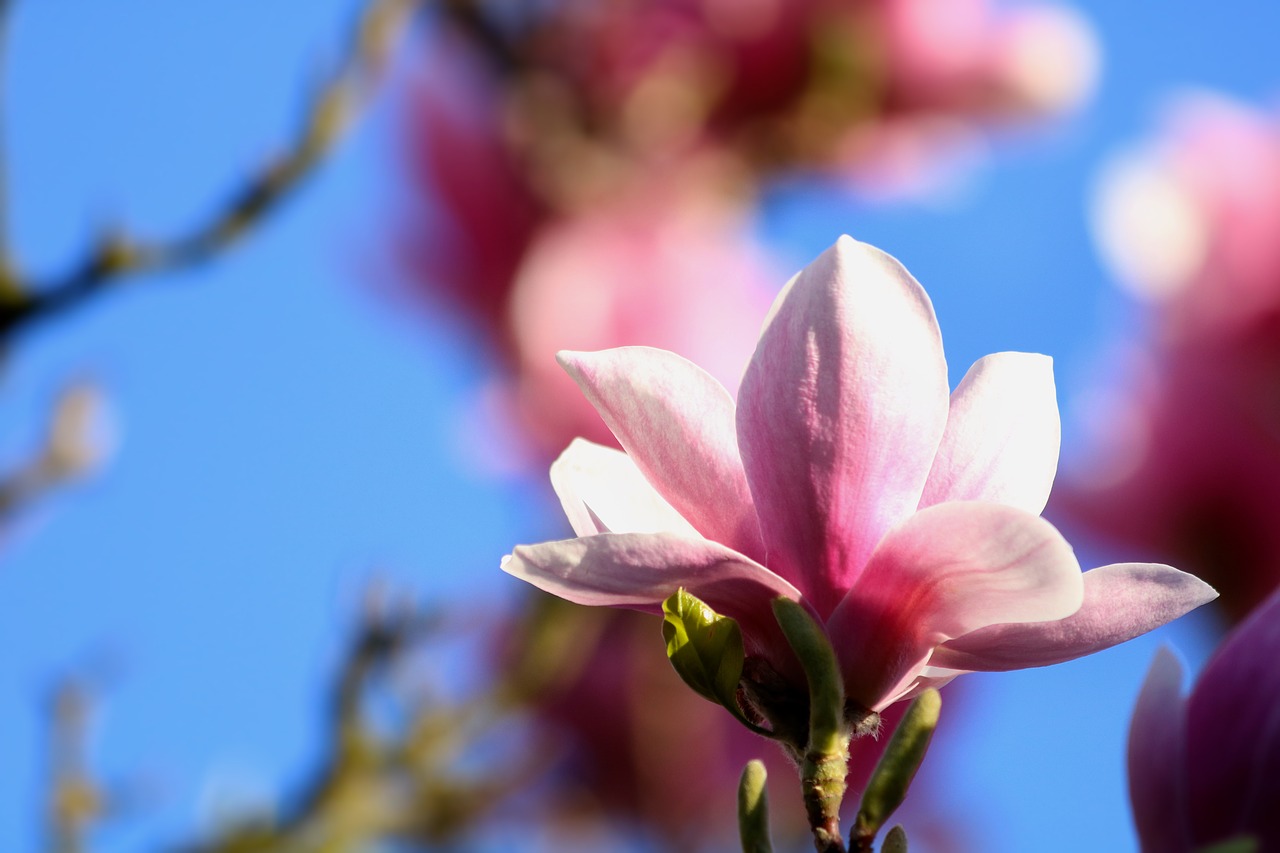 Magnolija,  Gėlė,  Pavasaris,  Sodas,  Žydinti Medis, Nemokamos Nuotraukos,  Nemokama Licenzija