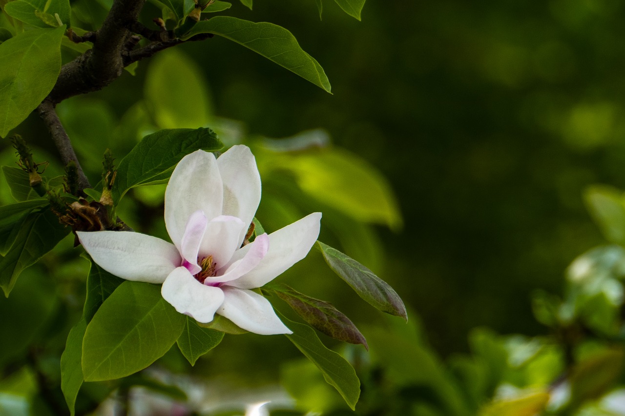 Magnolija,  Gėlė,  Sodas,  Pavasaris, Nemokamos Nuotraukos,  Nemokama Licenzija