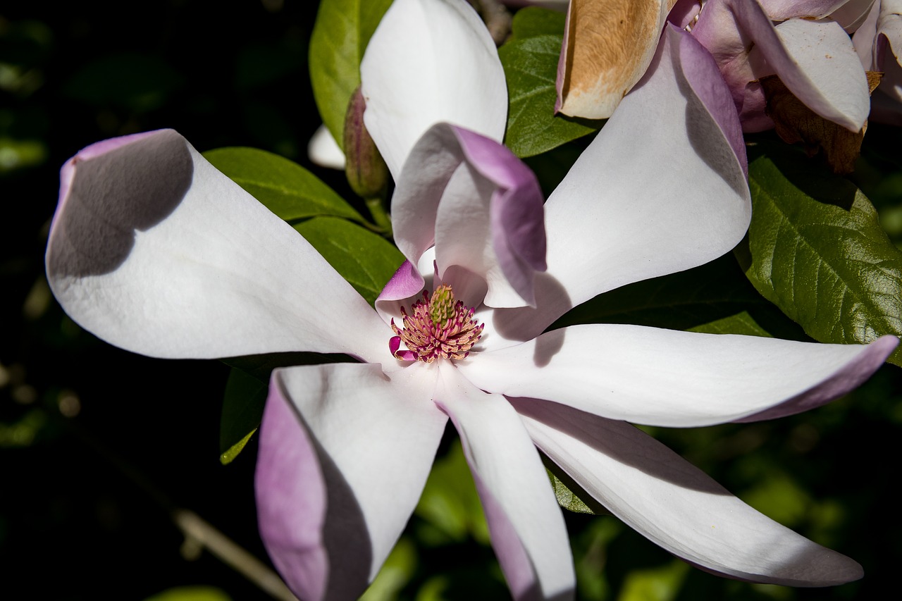 Magnolija,  Žiedas,  Žydi,  Medis,  Pavasaris, Nemokamos Nuotraukos,  Nemokama Licenzija