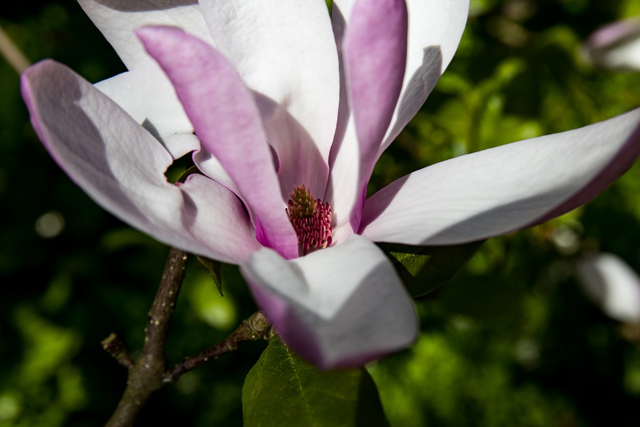 Magnolija,  Žiedas,  Žydi,  Medis,  Pavasaris, Nemokamos Nuotraukos,  Nemokama Licenzija