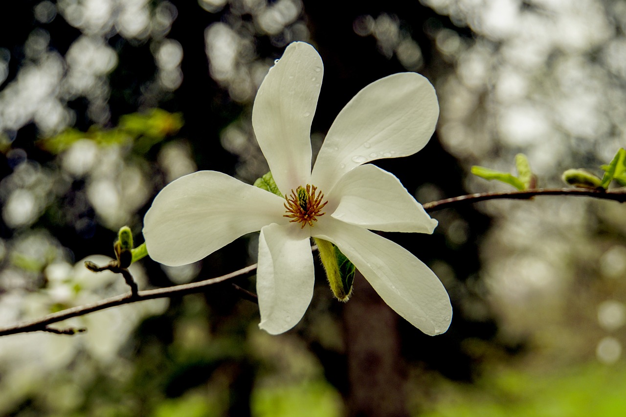 Magnolija, Balta, Pavasaris, Žiedas, Daugiametis, Gėlė, Gamta, Šviežias, Nemokamos Nuotraukos,  Nemokama Licenzija