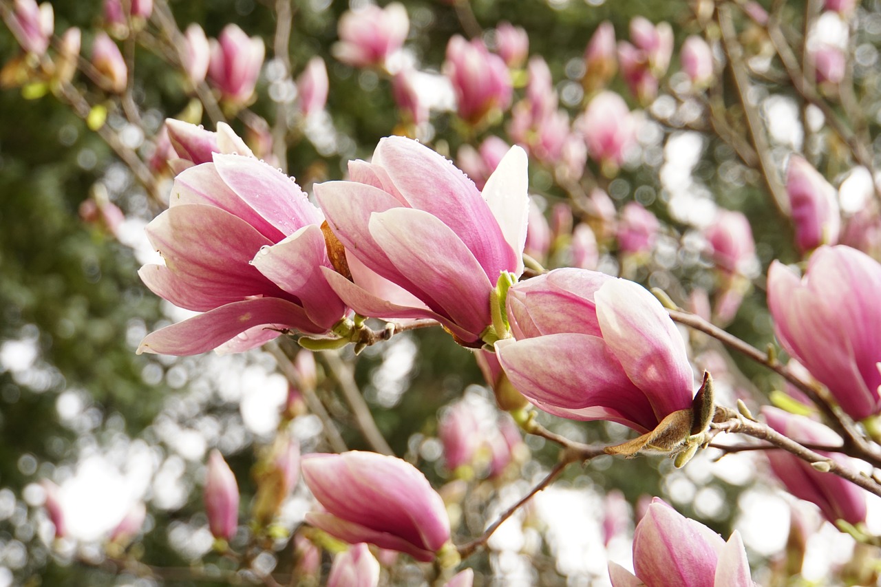 Magnolija, Rožinis, Pavasaris, Žiedai, Flora, Šviežias, Gėlės, Medis, Gamta, Lauke