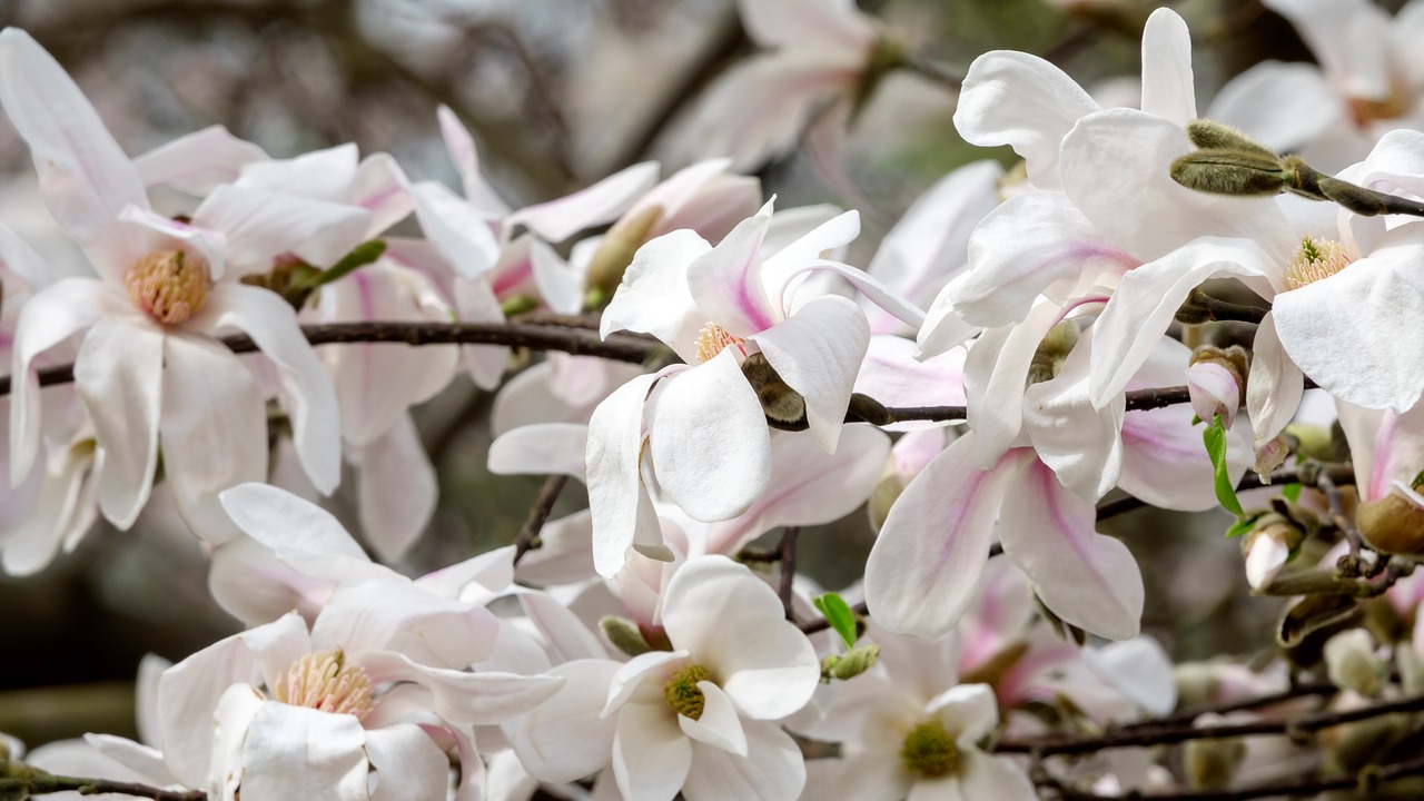 Magnolija,  Spalva,  Gėlė,  Žiedlapiai,  Baltos Spalvos,  Medžiai,  Pobūdį,  Augalai,  Gyvas,  Gražus