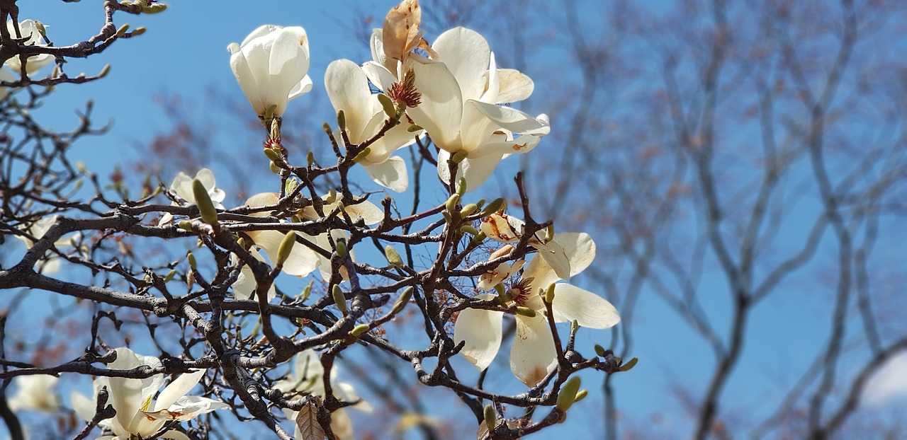 Magnolija,  Dangus,  Gėlės, Nemokamos Nuotraukos,  Nemokama Licenzija