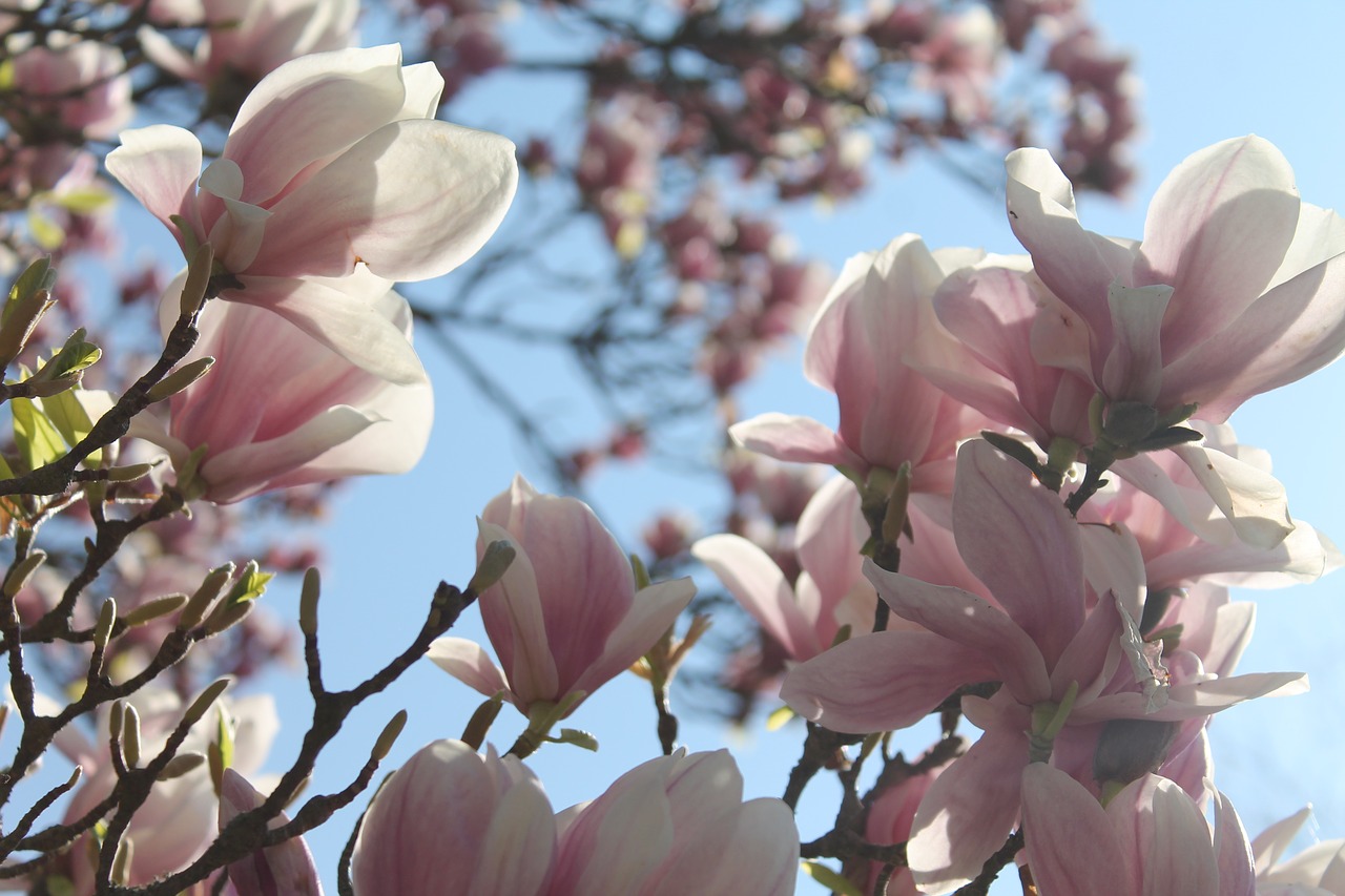 Magnolija,  Gėlės,  Rožinis,  Saulės Šviesa,  Suklestėjo,  Pavasaris,  Magnolija Medis,  Gamta, Nemokamos Nuotraukos,  Nemokama Licenzija