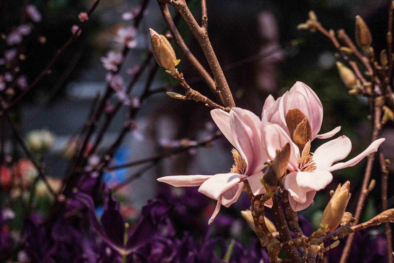 Magnolija,  Gėlės,  Filialas,  Rožinis,  Bud,  Žiedynai,  Žydi,  Žiedas, Nemokamos Nuotraukos,  Nemokama Licenzija