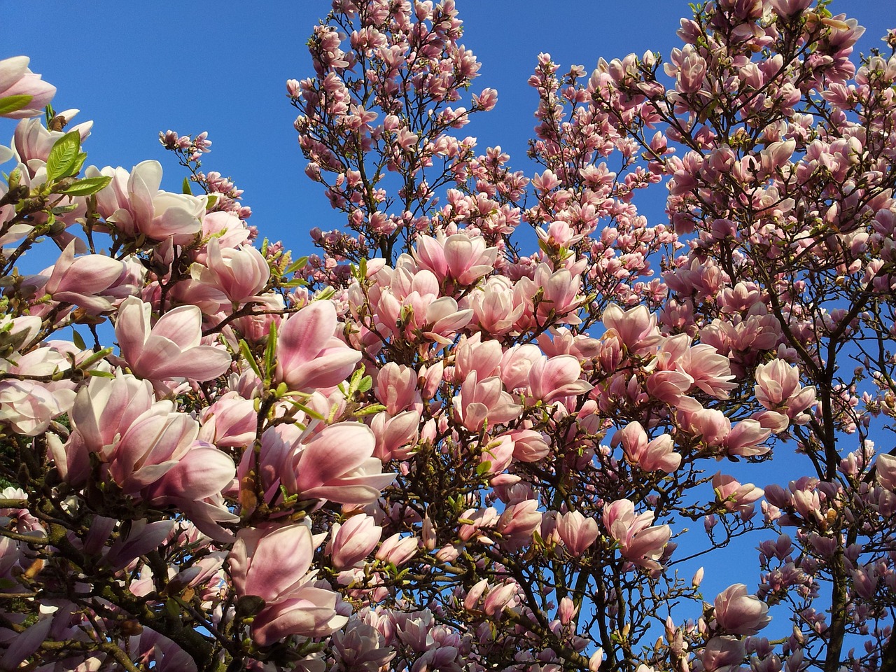 Magnolija, Gėlės, Magnolijos Žiedas, Pavasaris, Nemokamos Nuotraukos,  Nemokama Licenzija