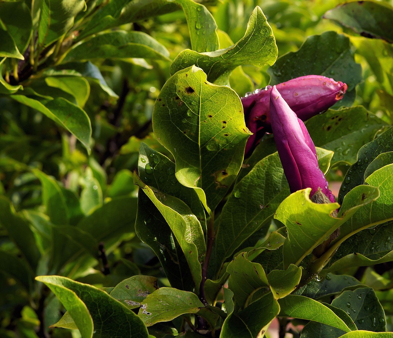 Magnolija, Žiedas, Žydėti, Tulpė Magnolija, Magnolija Liliiflora, Dekoratyvinis Augalas, Uždaryti, Krūmas, Gražus, Tulpių Medis