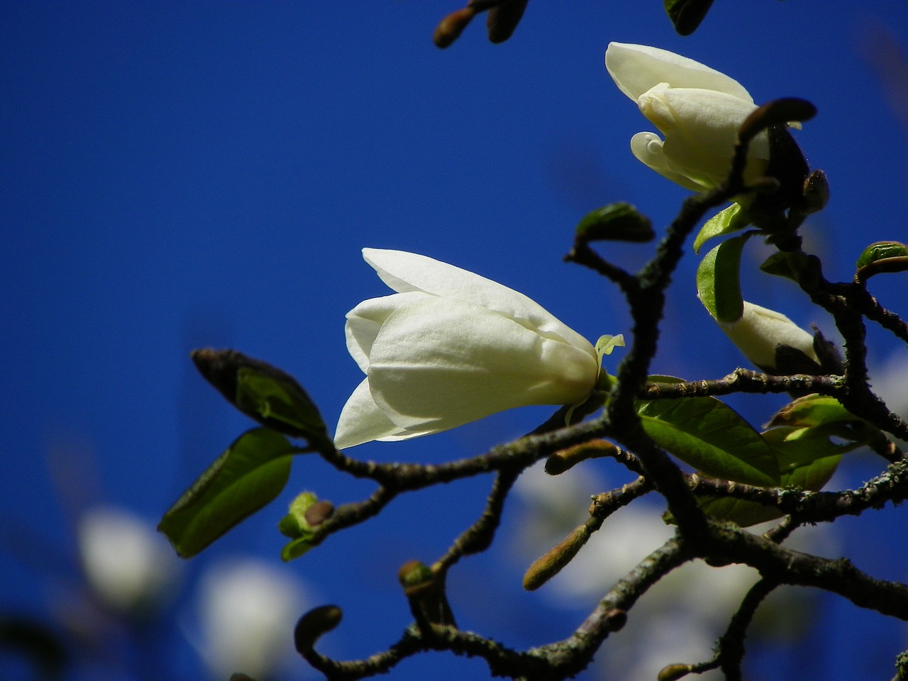 Magnolija, Gėlė, Balta, Medis, Žydėti, Nemokamos Nuotraukos,  Nemokama Licenzija