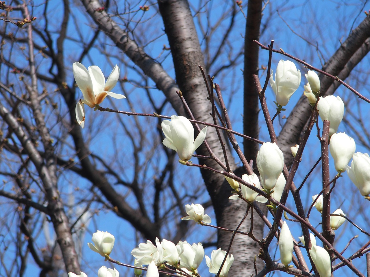 Magnolija, Gėlės, Mediena, Nemokamos Nuotraukos,  Nemokama Licenzija