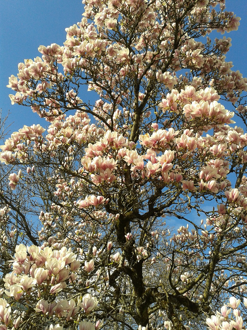 Magnolija, Gėlė, Ruduo, Gėlės, Nemokamos Nuotraukos,  Nemokama Licenzija