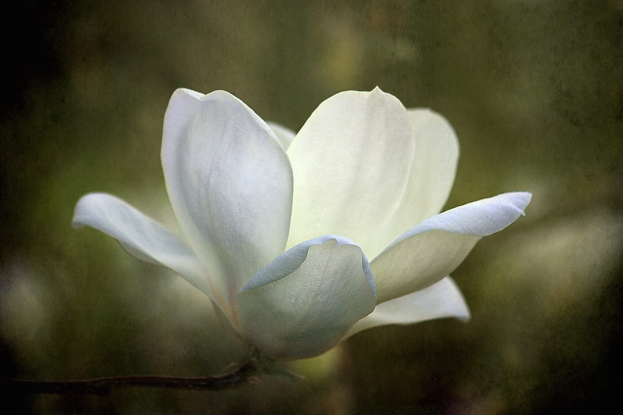 Magnolija, Gėlė, Tekstūra, Žiedas, Gamta, Pavasaris, Žydėti, Sezonas, Balta, Sodas