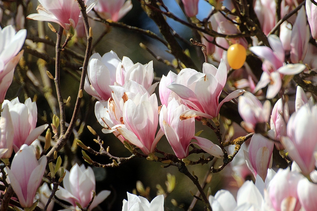 Magnolija,  Tulpių Medis,  Pavasaris,  Gamta,  Gražus,  Medis,  Rožinis,  Frühlingsblüher,  Gėlės, Nemokamos Nuotraukos
