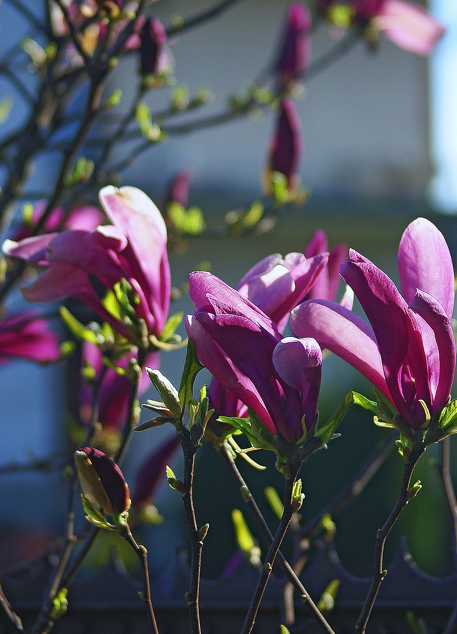 Magnolija,  Gėlė,  Magnolijos Gėlė,  Pavasaris,  Klesti,  Violetinė,  Rožinis,  Žiedlapiai,  Informacinis Lapelis,  Šakelės