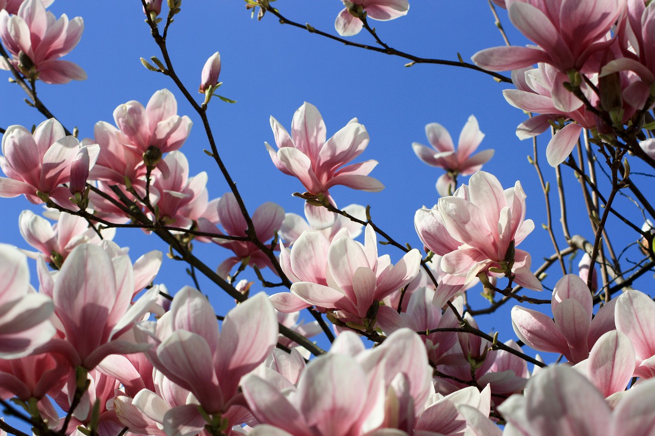 Magnolija, Žiedas, Žydėti, Gėlė, Medis, Žydėti, Rožinis, Nemokamos Nuotraukos,  Nemokama Licenzija