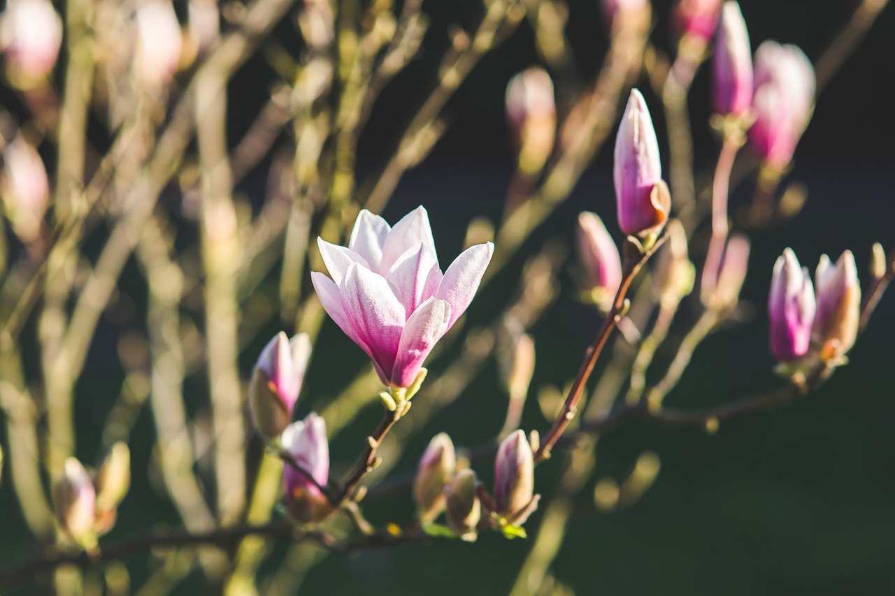 Magnolija, Gėlė, Gėlės, Pavasaris, Žydi, Žydėti, Gamta, Rožinis, Šviežias, Naujas