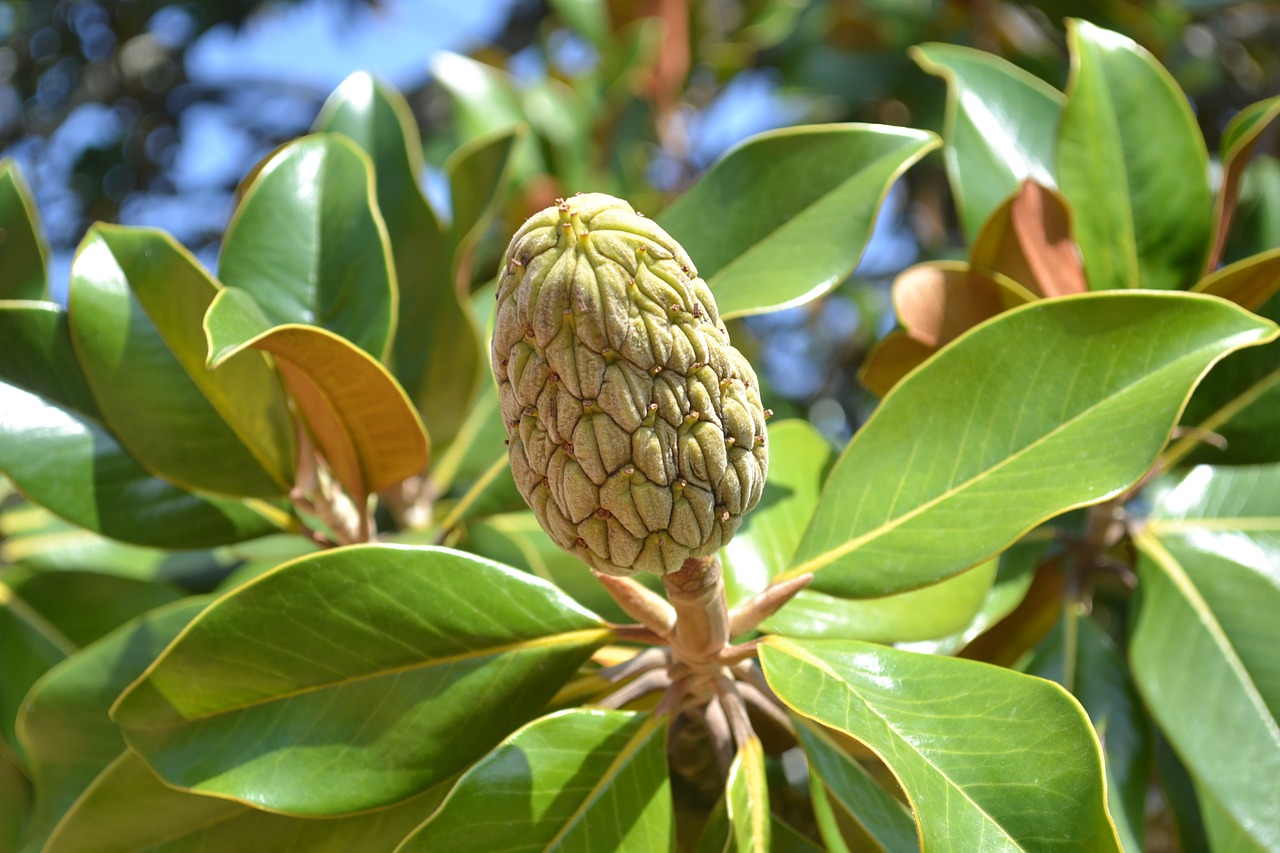 Magnolija, Magnolijos Vaisiai, Žalias, Gamta, Magnolijos Lapai, Nemokamos Nuotraukos,  Nemokama Licenzija