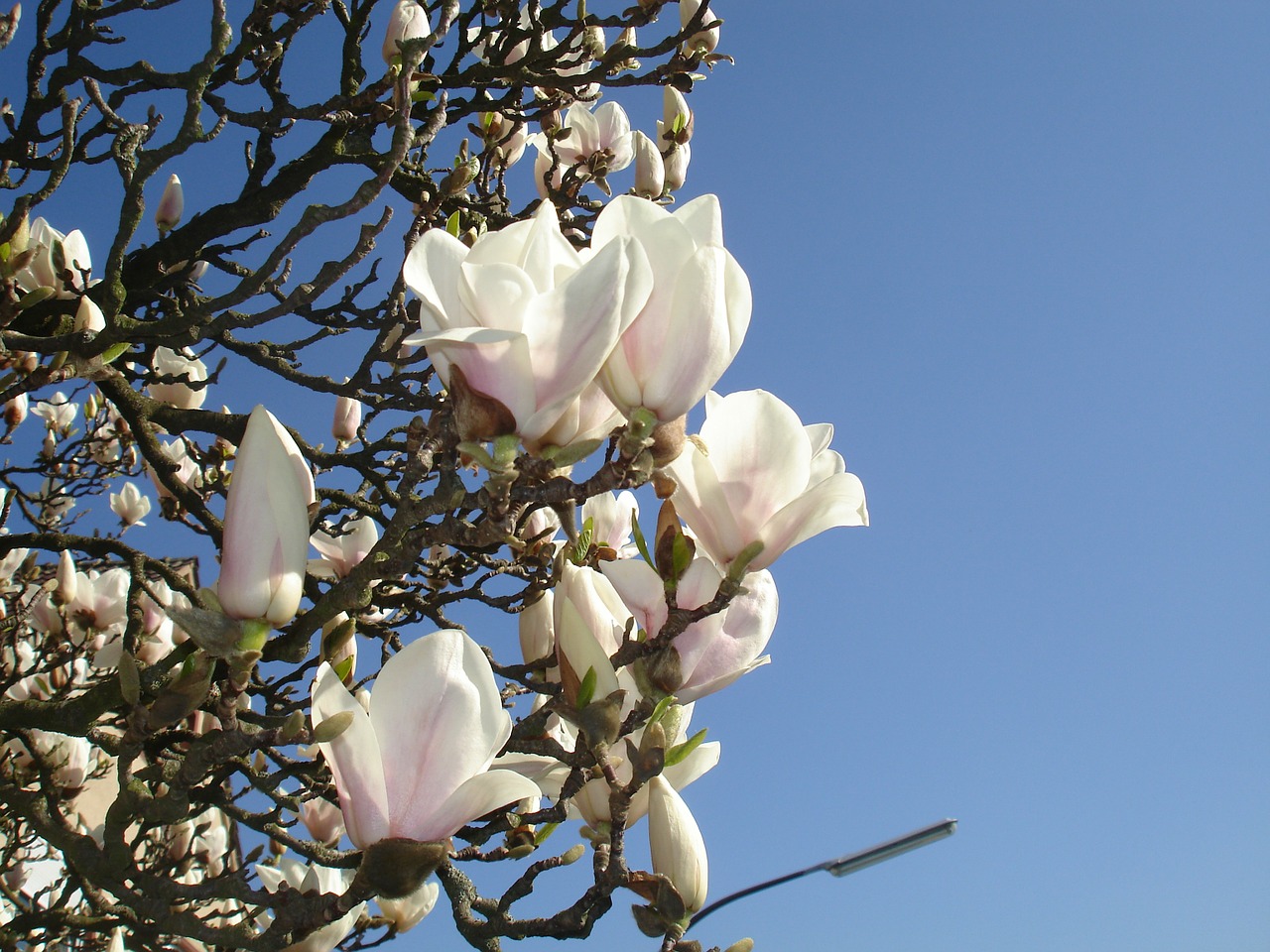 Magnolija, Frühlingsblüher, Gėlės, Pabudimas, Grožis, Gamta, Nemokamos Nuotraukos,  Nemokama Licenzija