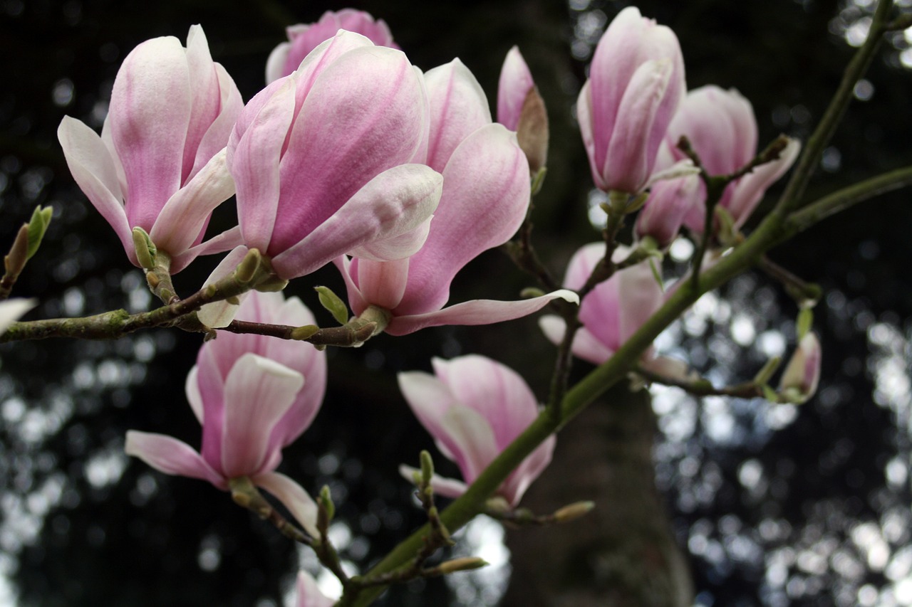 Magnolija, Švelnus, Žiedas, Žydėti, Pavasaris, Nemokamos Nuotraukos,  Nemokama Licenzija