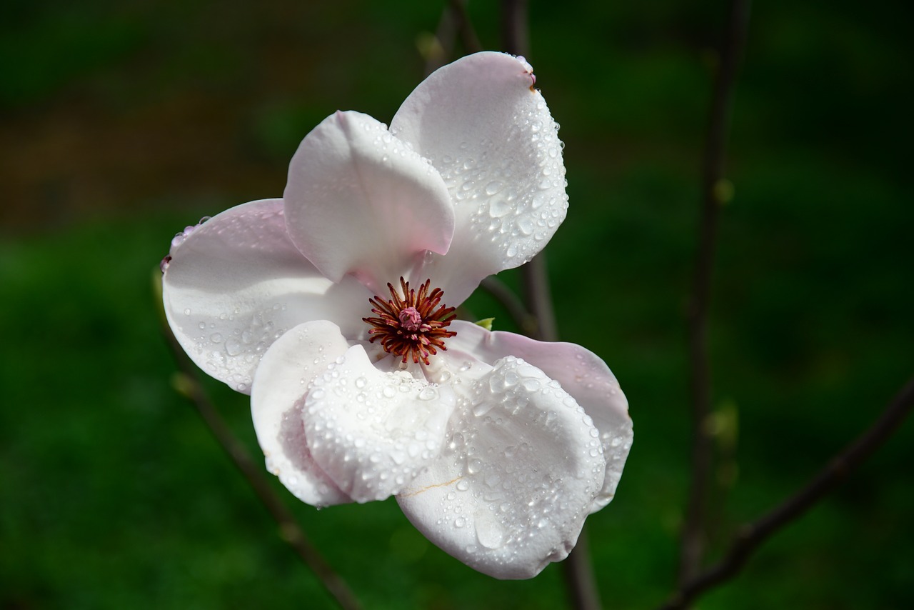 Magnolija, Balta Gėlė, Žiedlapiai, Nemokamos Nuotraukos,  Nemokama Licenzija