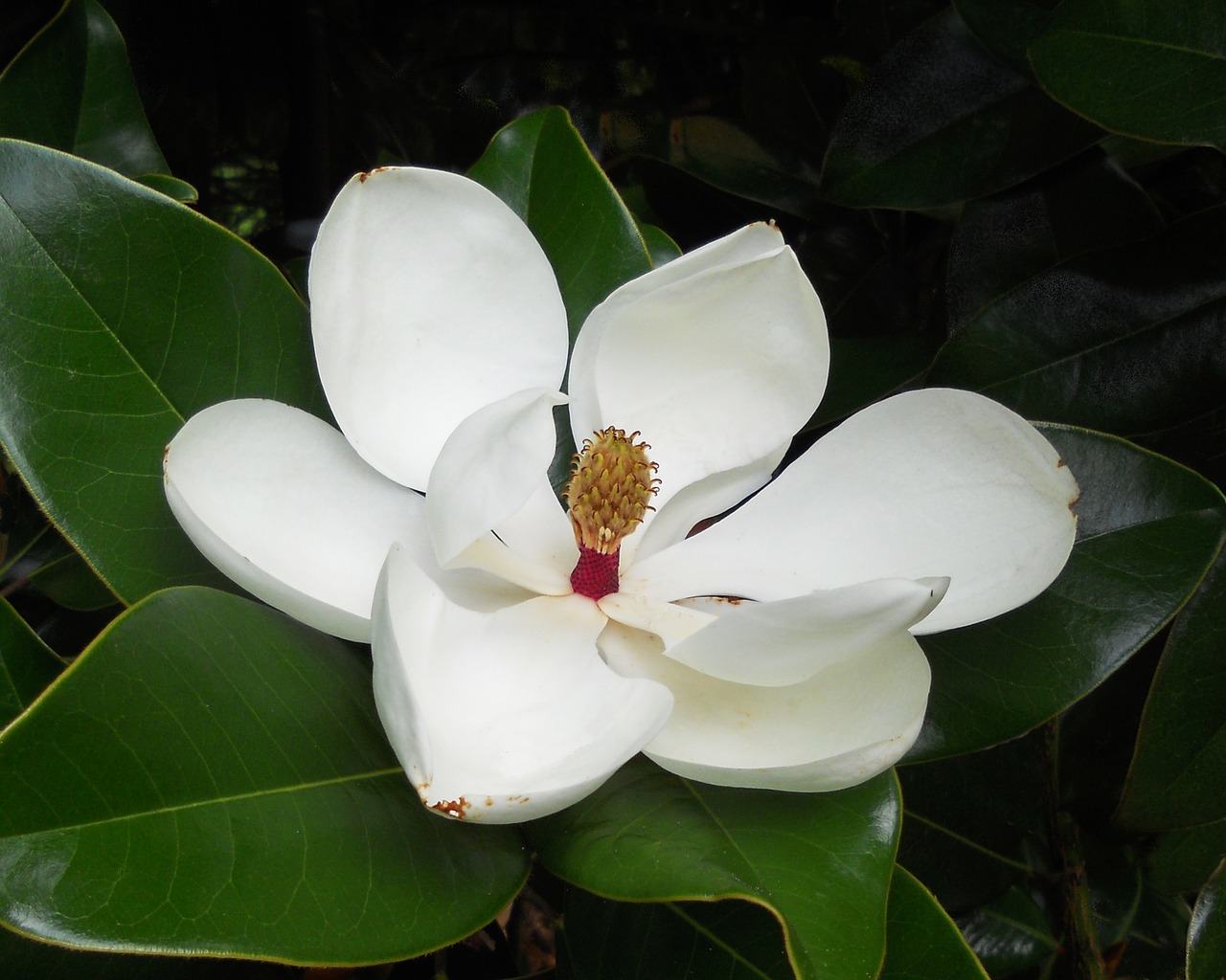 Magnolijos Žiedas, Gėlių, Gėlė, Magnolija, Augalas, Žydi, Gamta, Botanika, Natūralus, Vasara