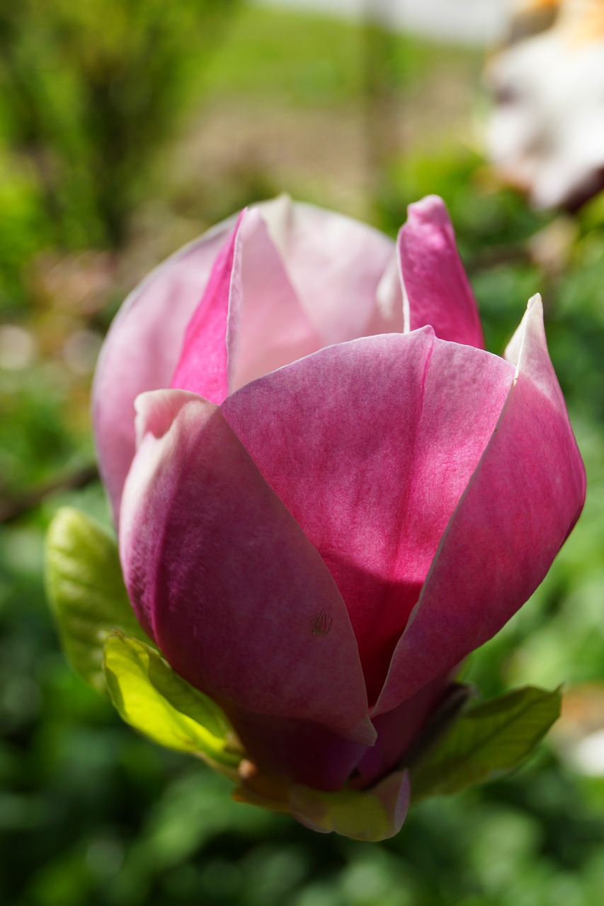 Magnolijos Žiedas, Uždaryti, Gamta, Magnolijos Gėlės, Atgal Šviesa, Magnolija, Gėlės, Žiedas, Žydėti, Tulpė Magnolija