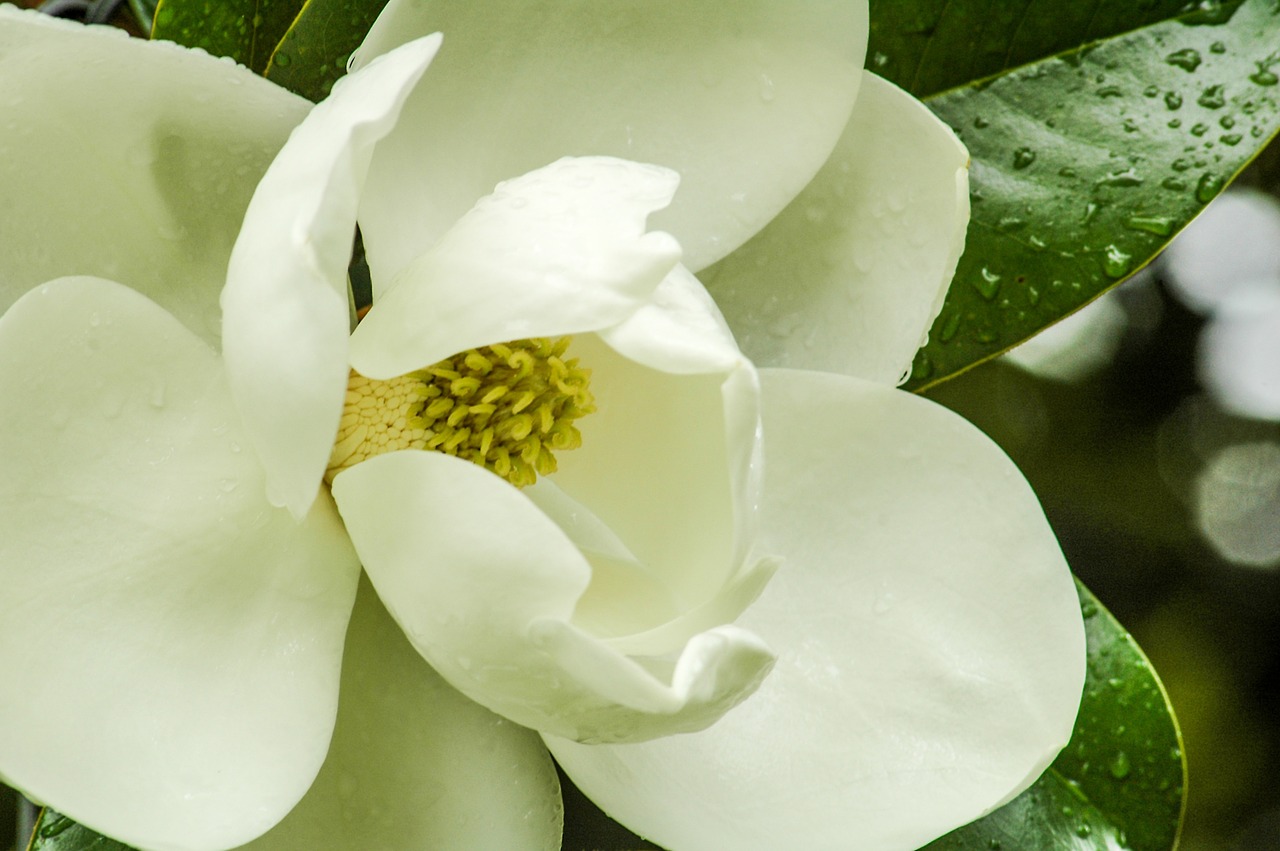 Magnolijos Gėlė, Magnolijos Medis, Balti Žiedlapiai, Medis, Magnolija, Gamta, Pavasaris, Žydėti, Žiedas, Gėlė