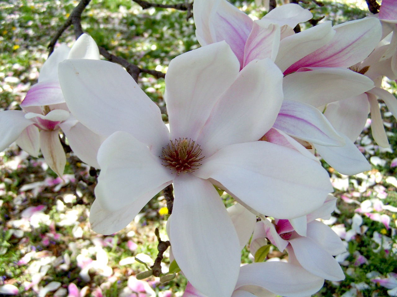 Magnolijos Gėlė, Pavasarinis Žydėjimas, Tulpių Medis, Nemokamos Nuotraukos,  Nemokama Licenzija